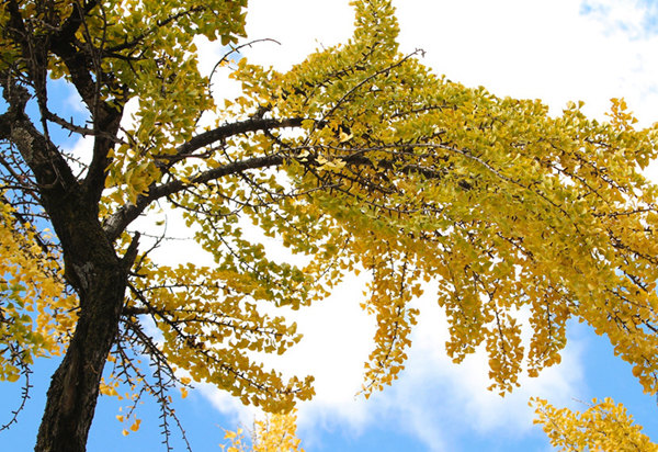 ��������Ԥ��