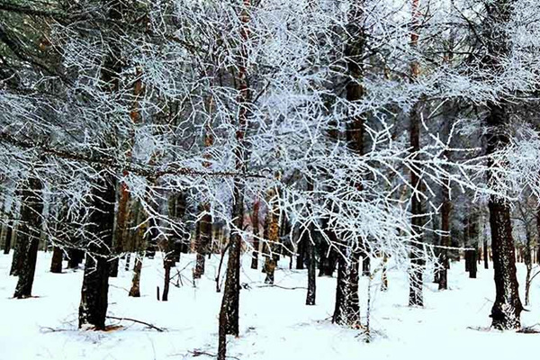 ��������Ԥ��