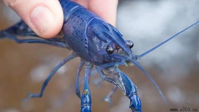 什么季节去邯郸好玩