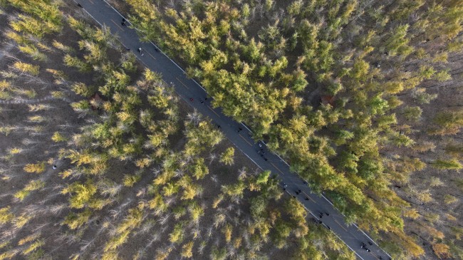 �ӱ����ܣ������μ���ߵؽ�������������